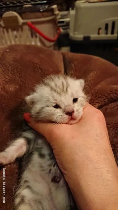 ID:2001-01074の子猫