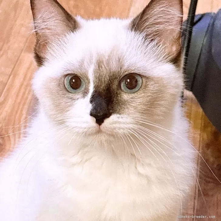 ID:2407-02452の子猫