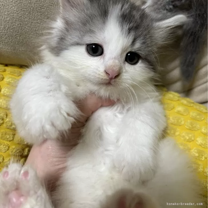 ID:2404-00799の子猫