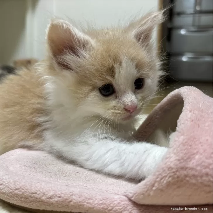 ID:2404-00800の子猫
