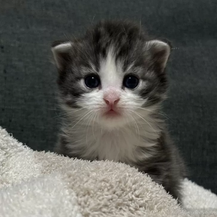YA 様のお迎えした子猫