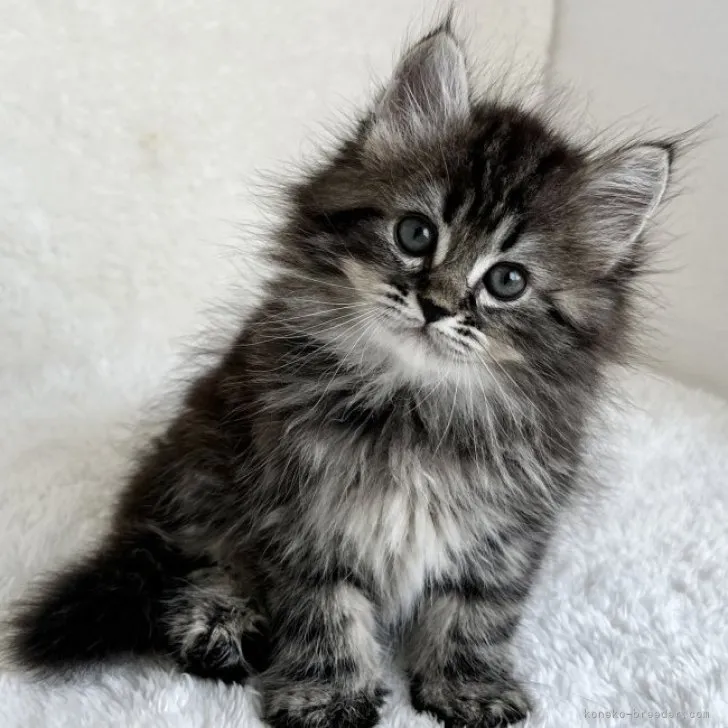 ID：2306-02376の子猫