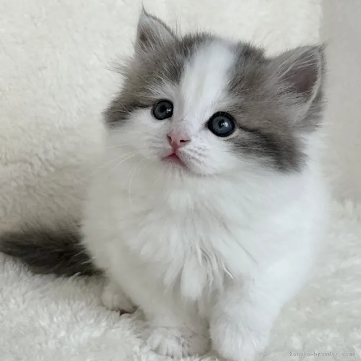 ID:2308-02467の子猫