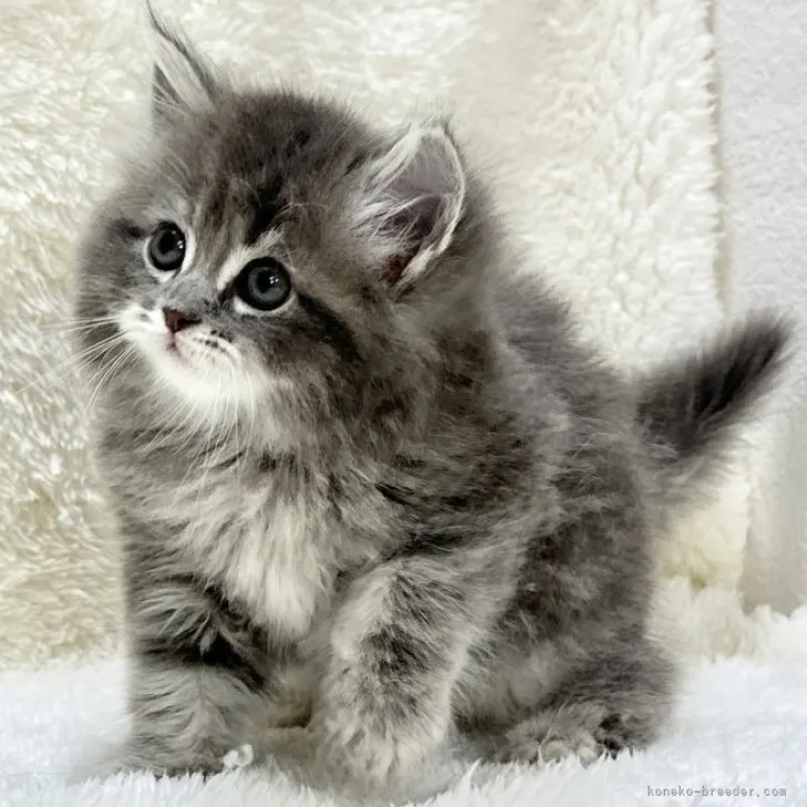 ID:2306-02741の子猫