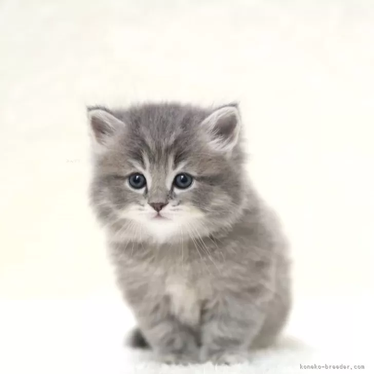 ID:2410-01964の子猫