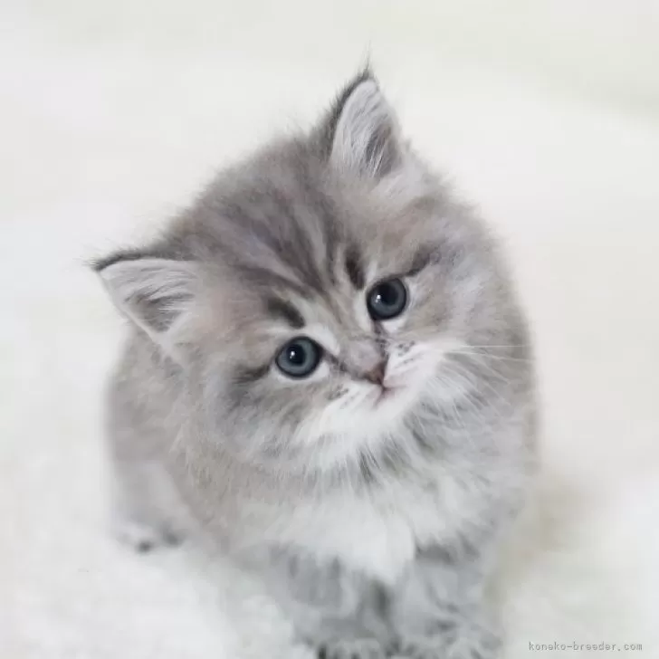 ID:2501-00799の子猫