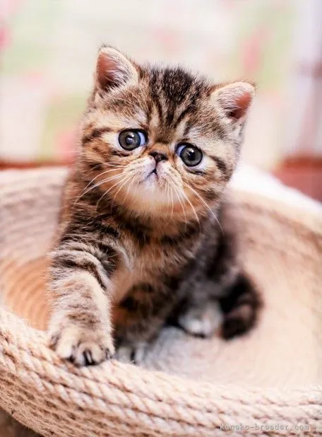 ID:2105-01392の子猫