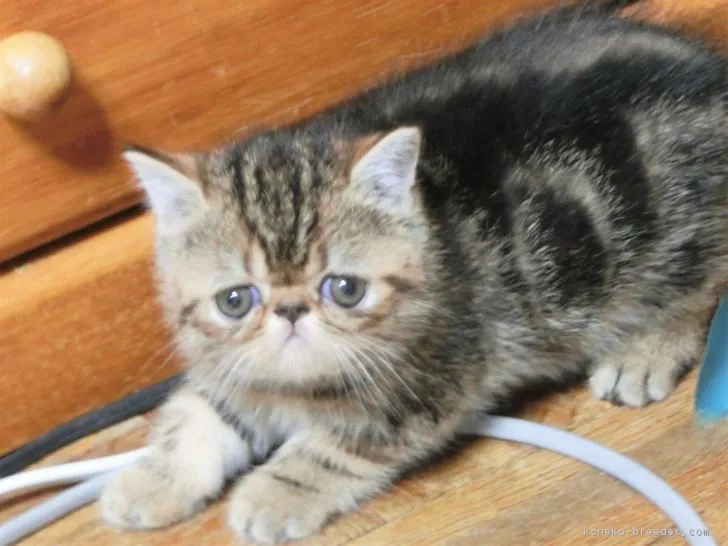 ID:1805-01071の子猫