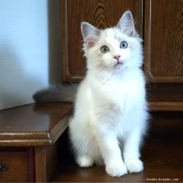 ID:2405-00550の子猫