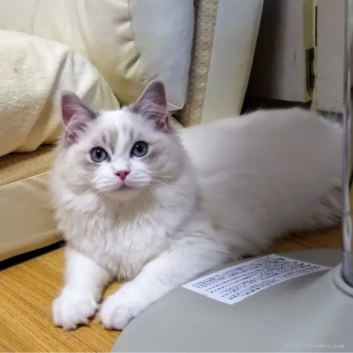 ID:2405-00551の子猫