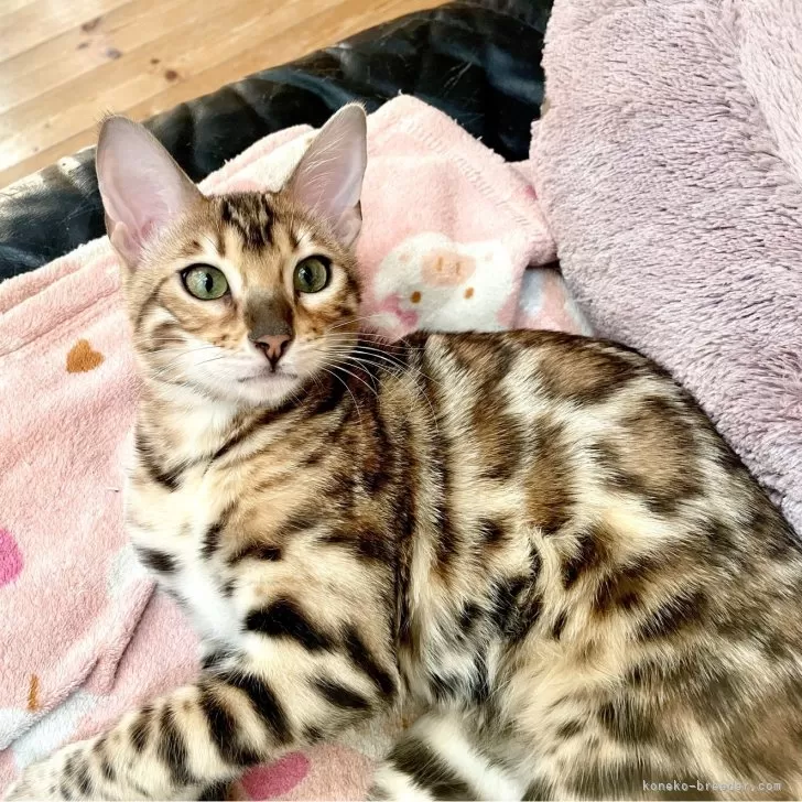 ID:2412-01610の子猫