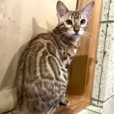ベンガル