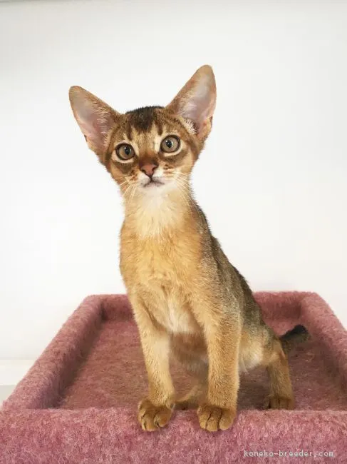 ID:1809-00353の子猫