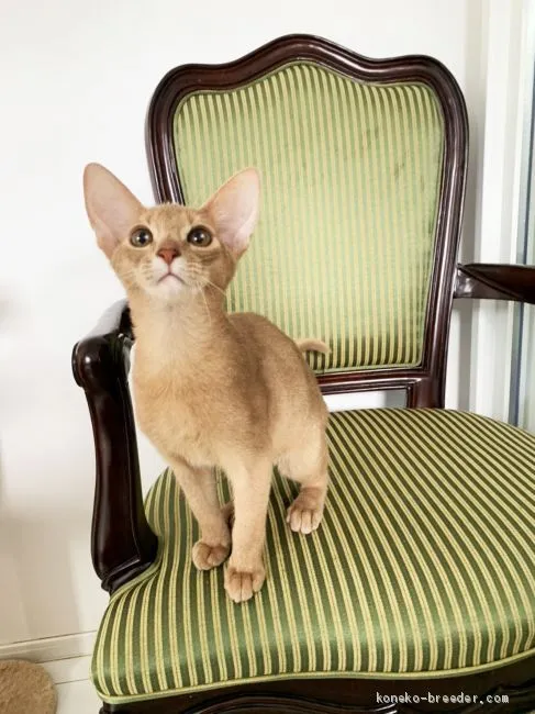 ID:2011-01819の子猫