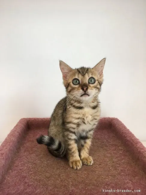 ID:1809-00367の子猫