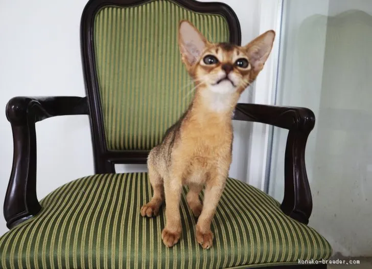 ID:2006-01394の子猫