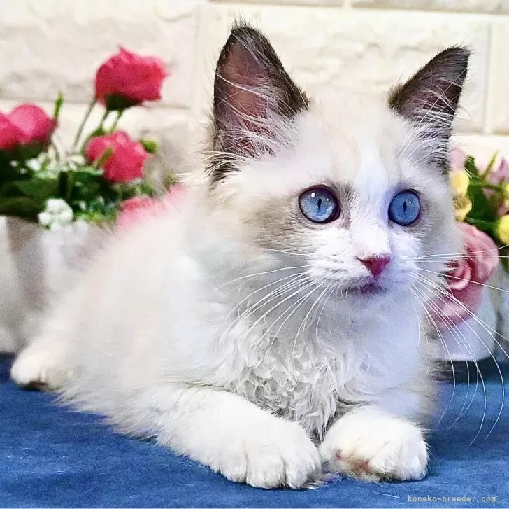 ID:2410-03414の子猫
