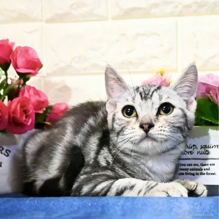 ID:2409-01318の子猫