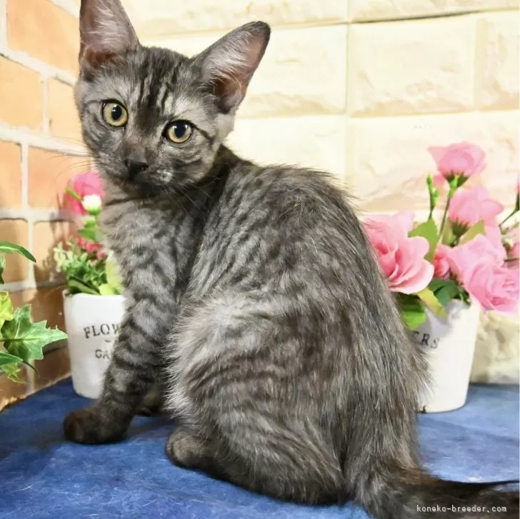ID：2408-00414の子猫