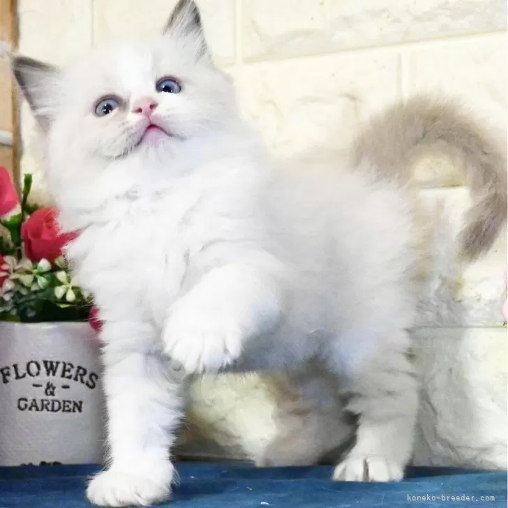 ID:2410-03428の子猫