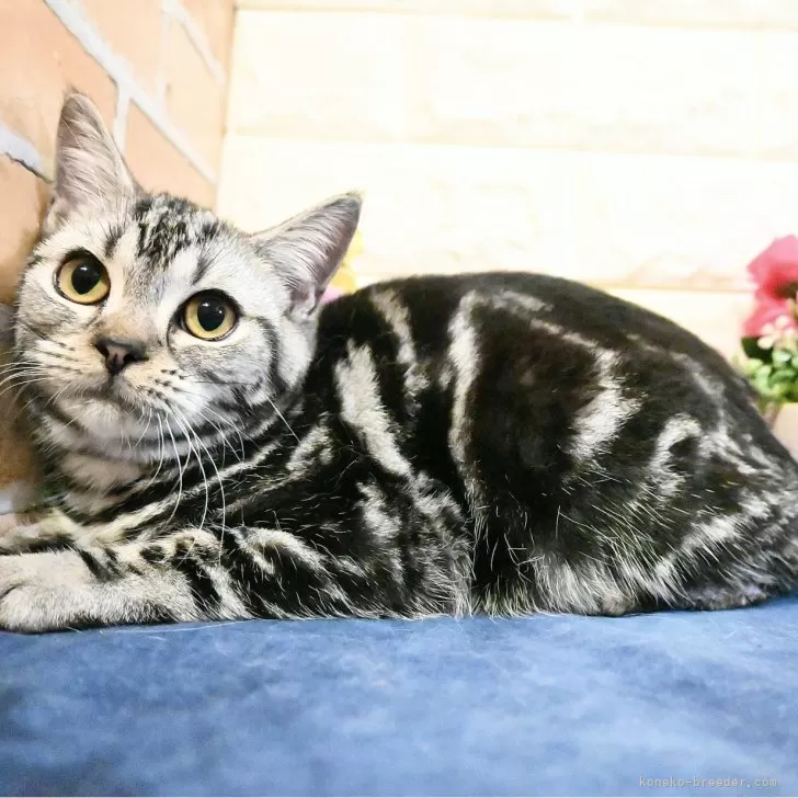 ID:2408-03028の子猫
