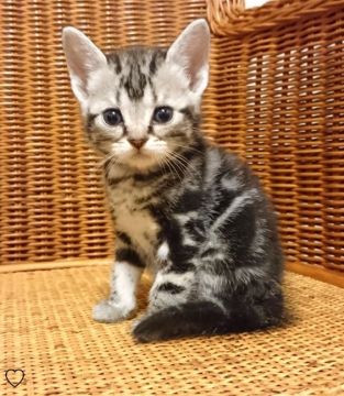 アメリカンショートヘア【東京都・男の子・2018年7月7日・シルバータビー（短毛）】の写真「父猫ダブルチャンピオン、母猫CFAチャンピオン血統」