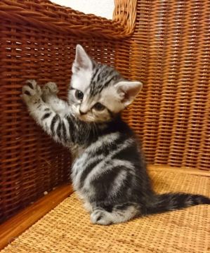 アメリカンショートヘア【東京都・男の子・2018年7月7日・シルバータビー（短毛）】の写真「父猫ダブルチャンピオン、母猫CFAチャンピオン血統」