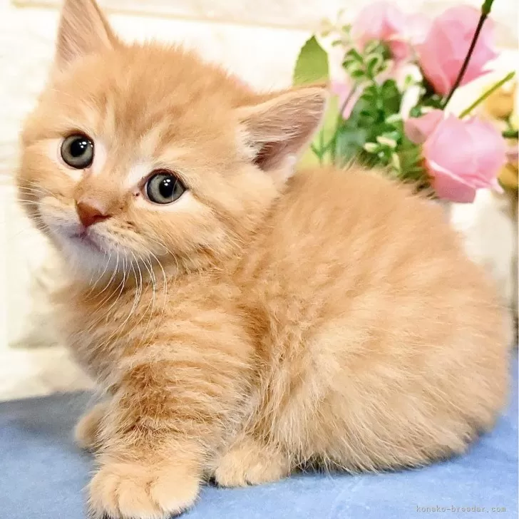 T.T 様のお迎えした子猫