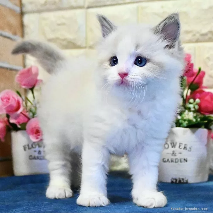 ID:2503-00263の子猫