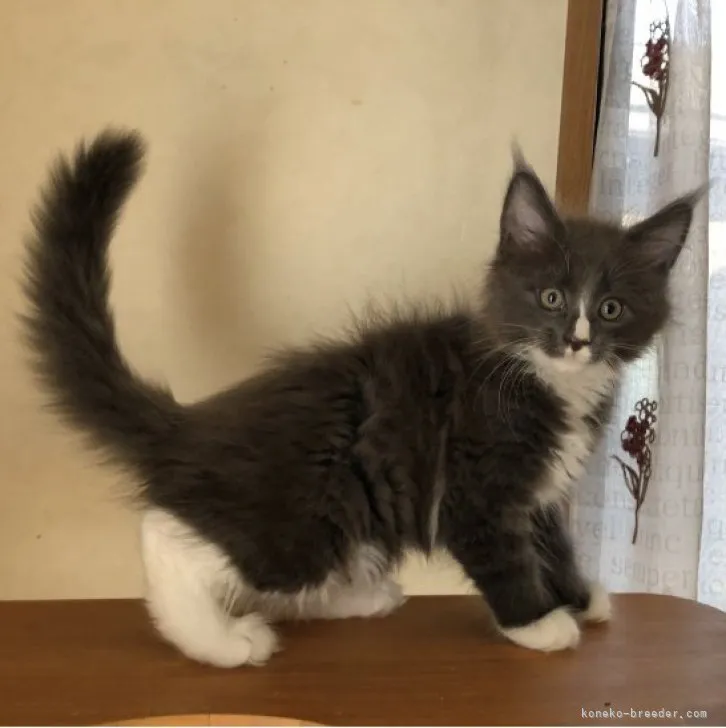 ID:2306-02498の子猫
