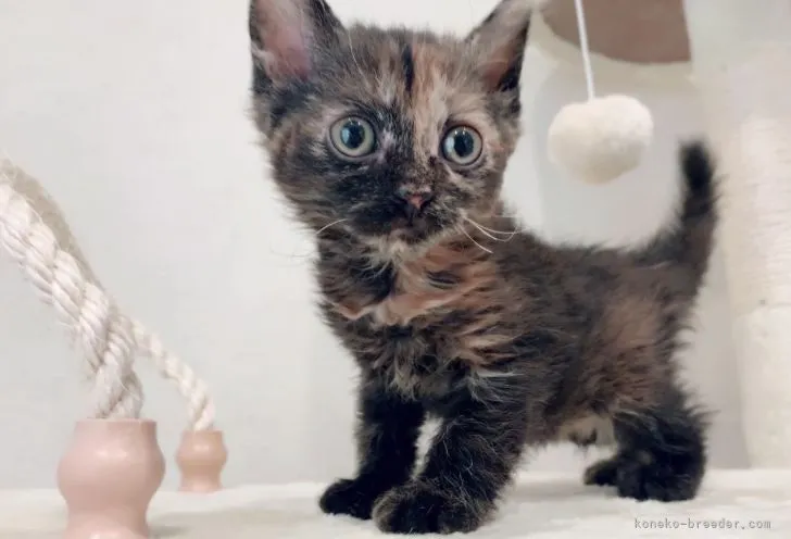 ID:2109-01793の子猫