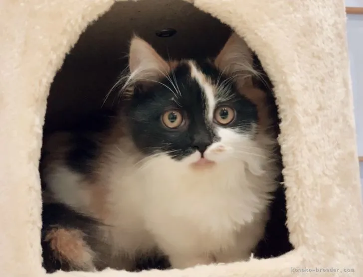 ID:2109-01796の子猫