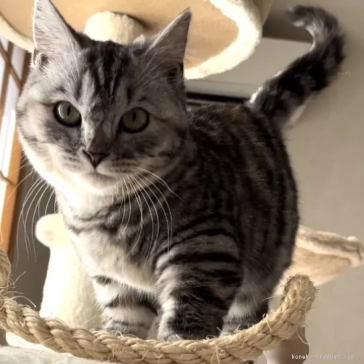 ID:2310-01641の子猫
