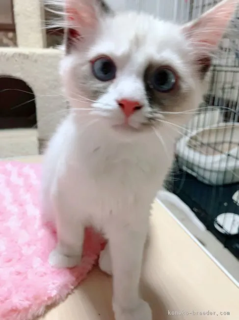 のんら 様のお迎えした子猫