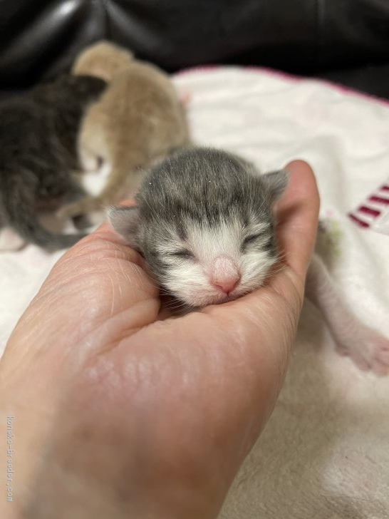 ノルウェージャンフォレストキャットの可愛い 赤ちゃんが生まれていまーす 渡部恭子ブリーダー みんなの子猫ブリーダー