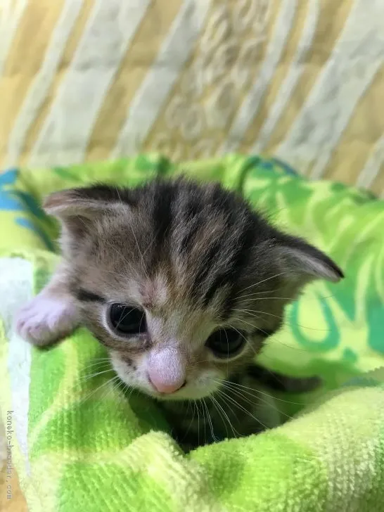 ID:1707-01149の子猫