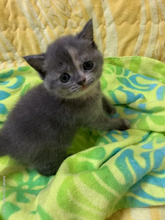 ID:1906-00567の子猫