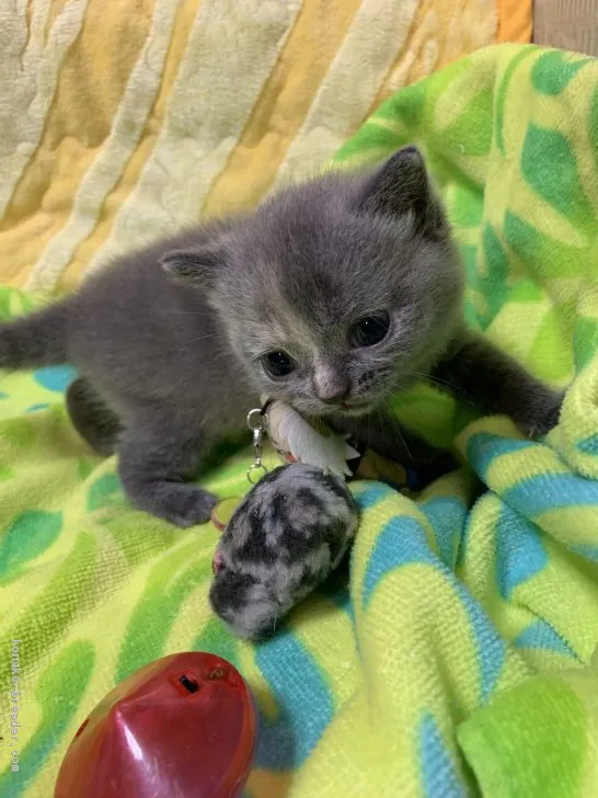 ID:1906-01057の子猫