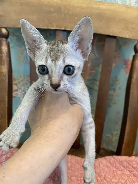 ID:2008-01512の子猫