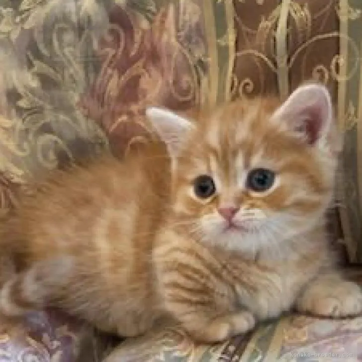 ID:2211-01626の子猫