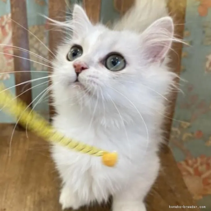 ID:2205-02479の子猫