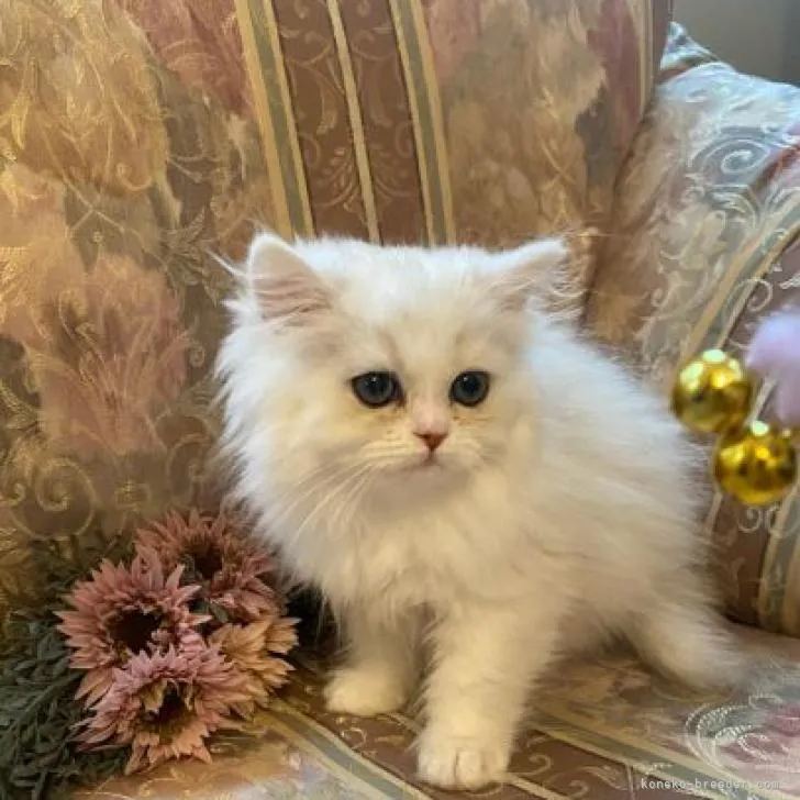 ID:2211-00224の子猫