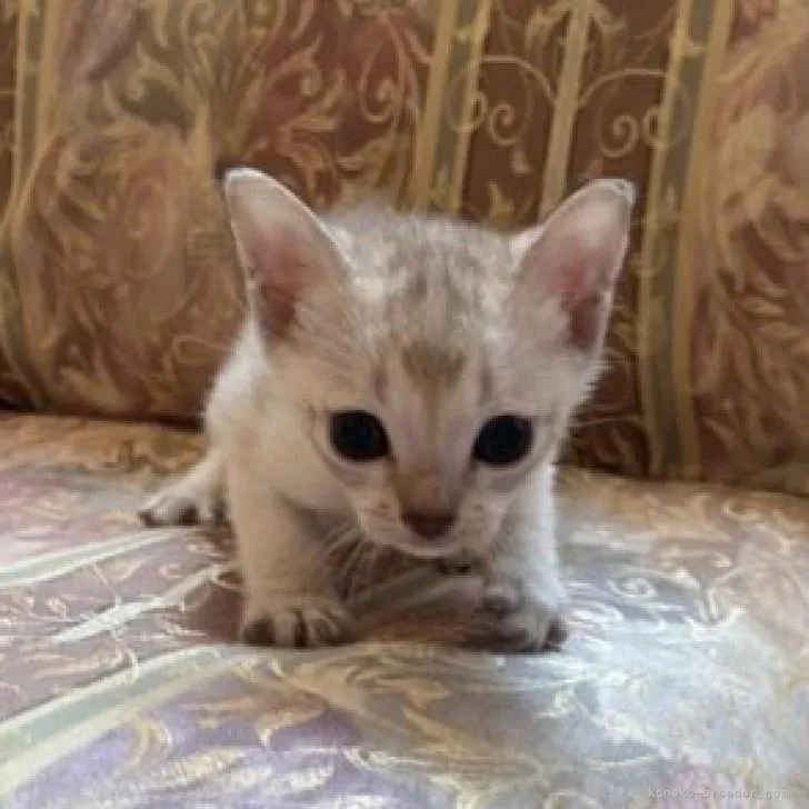 ID:2211-00226の子猫