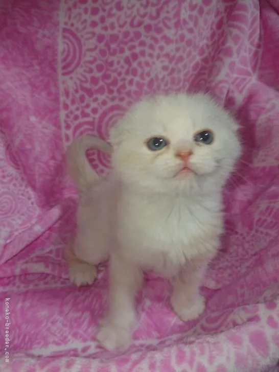 ID:1902-00505の子猫