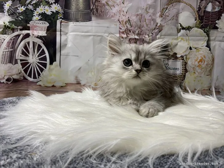 ID:2202-00486の子猫