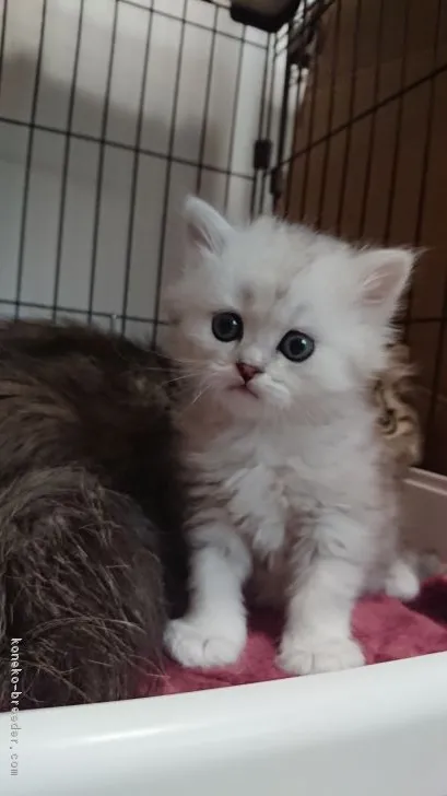 ID:1802-00332の子猫
