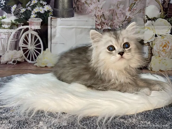 ID:2202-00482の子猫