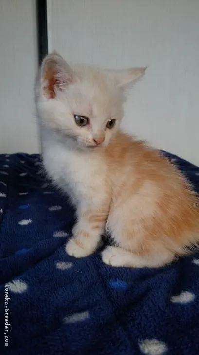 ID:1710-00750の子猫