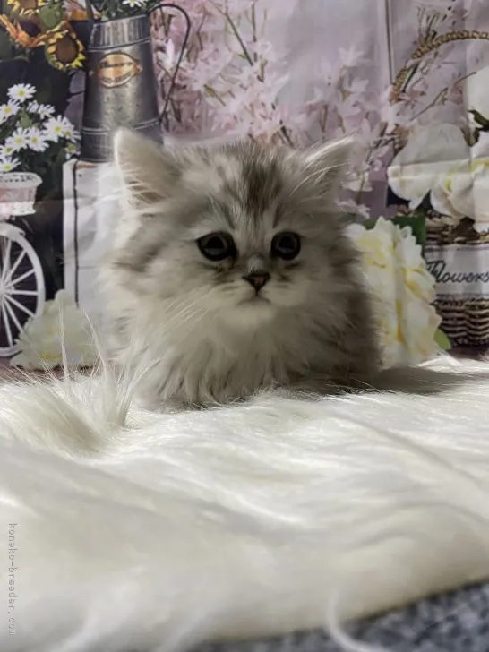 ID:2202-00483の子猫