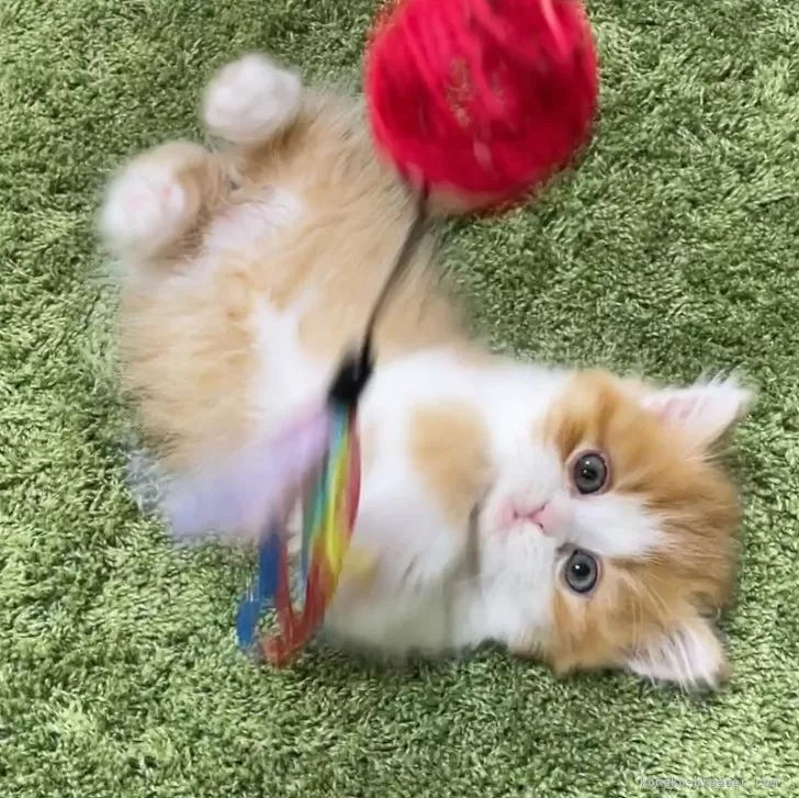 ID:2404-03076の子猫